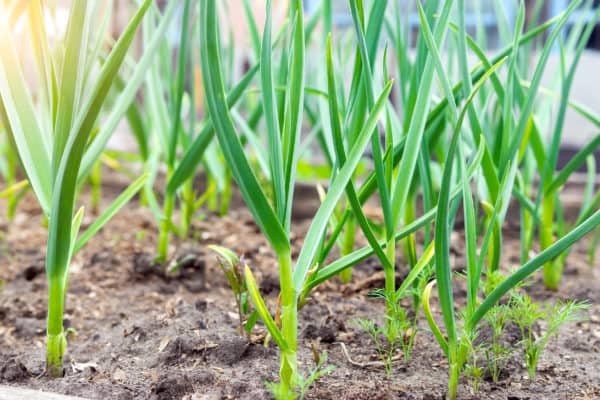 Garlic repels crickets and a variety of other garden pests.