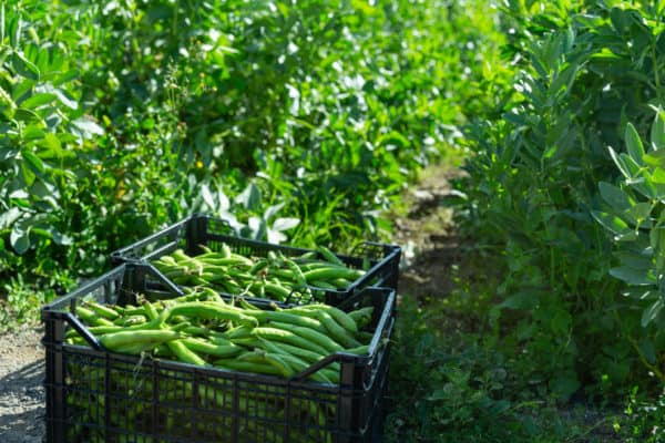 Green beans can be a prolific crop that is easy to grow.