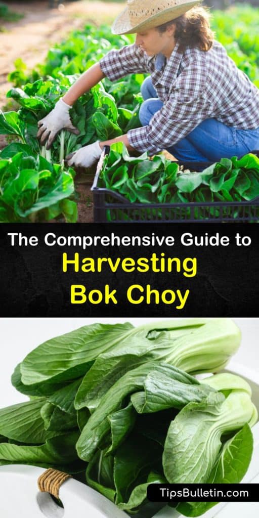 Learn how to harvest pak choi, or Chinese cabbage, to prevent bolting and encourage healthy growth. Bok choy (Brassica rapa subsp. Chinensis) is a cool-season biennial that grows best if you plant it during late summer when it’s not vulnerable to aphids. #when #harvest #bokchoy