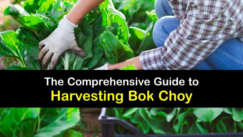 Harvesting Bok Choy titleimg1