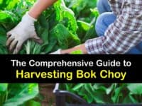 Harvesting Bok Choy titleimg1