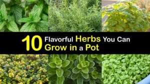 Herbs to Grow in Pots titleimg1