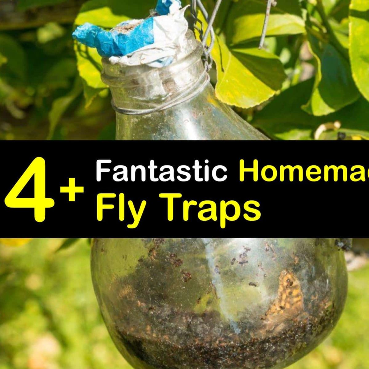 Homemade Fly Trap