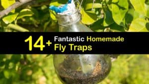 Homemade Fly Traps titleimg1