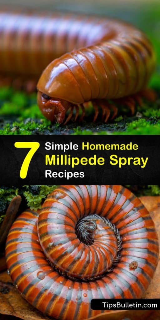 Learn how to eliminate millipedes the natural way and prevent a millipede and centipede infestation. Using a home remedy as a form of pest control is easy, and all you need is an essential oil, boric acid, insecticidal soap and a spray bottle. #homemade #millipede #spray #repellent