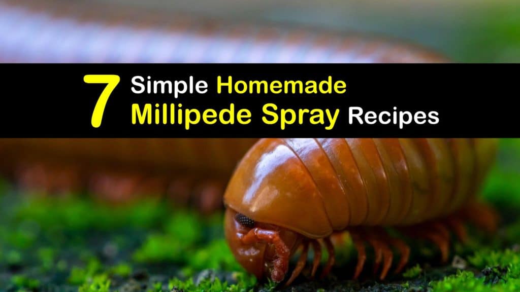 Homemade Millipede Spray titleimg1