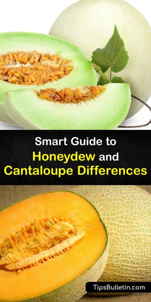 Within the Cucumis melo species, there are many delicious fruits with antioxidants and health benefits, but few are as similar as honeydew and cantaloupe. Discover the difference in these melons as they ripen and how to tell them apart from just their rind. #honeydew #cantaloupe #melons