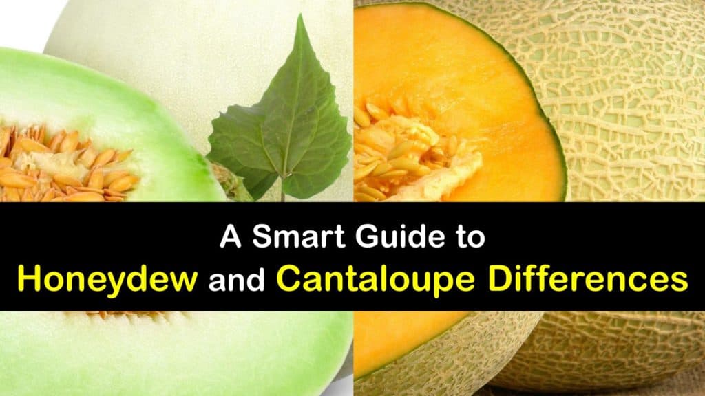 Honeydew vs Cantaloupe titleimg1