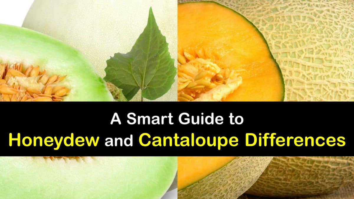 How are Honeydew Melon and Cantaloupe Different