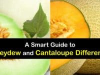 Honeydew vs Cantaloupe titleimg1