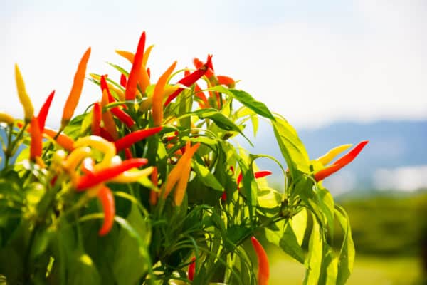 Hot peppers are fast-growers during the summer months.