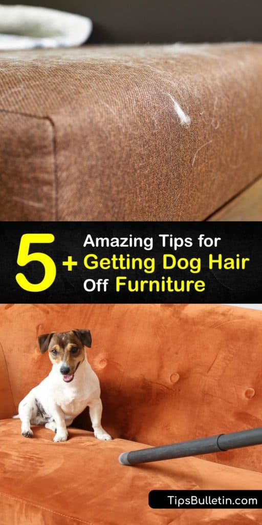 Anyone with pets understands the battle of finding animal hair on your clothes and furniture. Having furniture covered in cat hair may trigger allergies. Discover how to get rid of loose pet fur using a rubber glove, fabric softener, and a lint roller. #dog #hair #remove #furniture