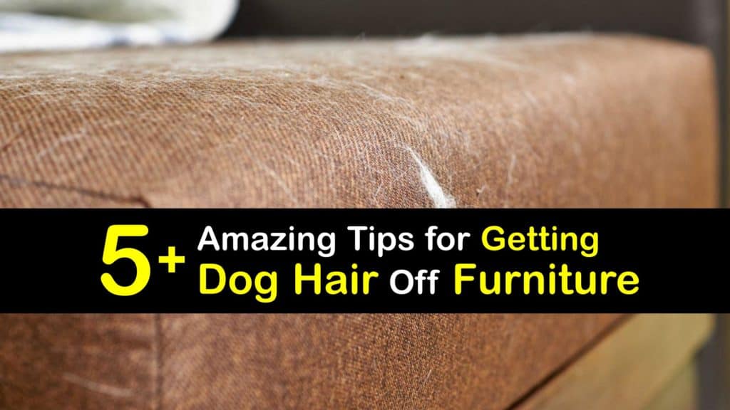How to Get Dog Hair Off Furniture titleimg1