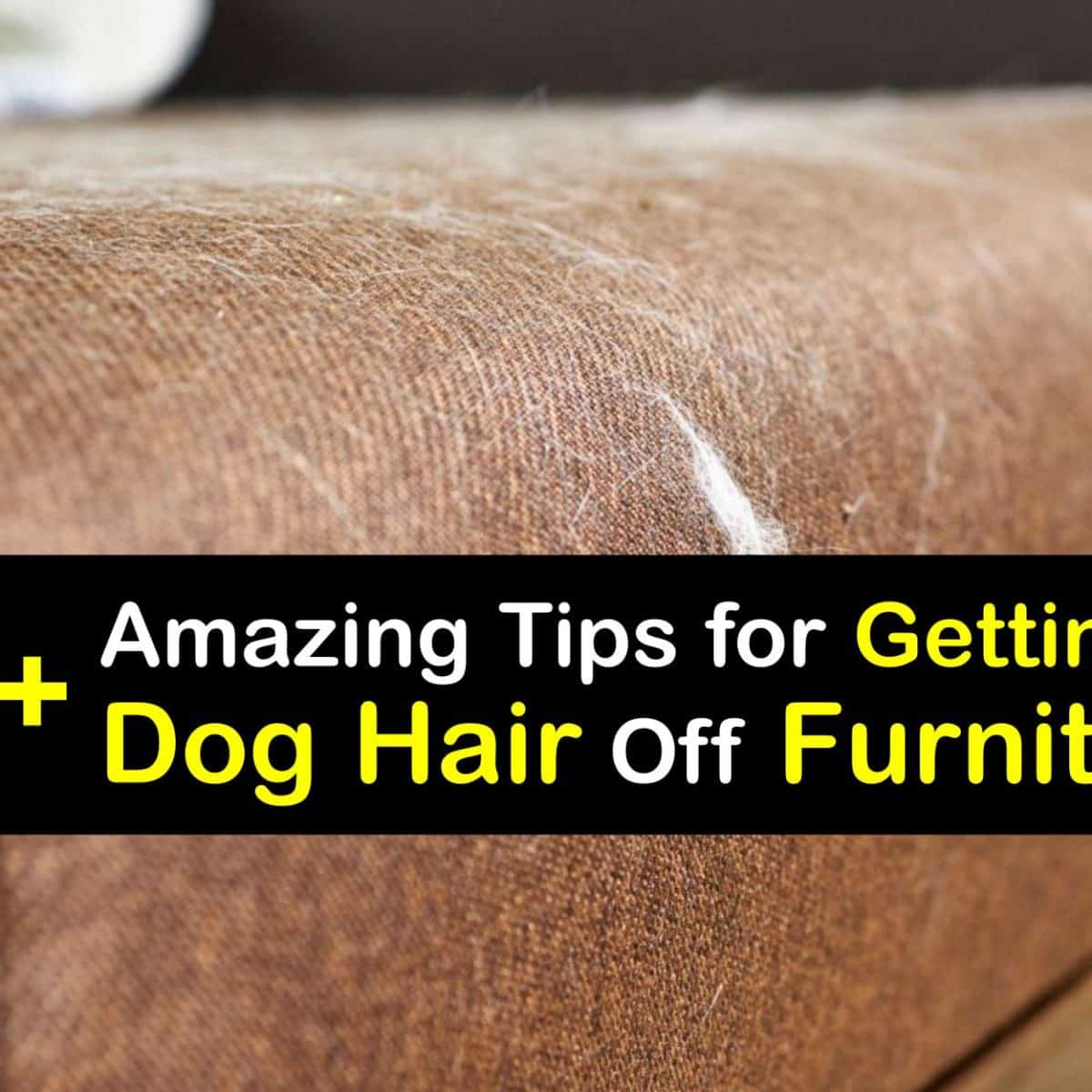 How To Get Dog Hair Out Of Sofa
