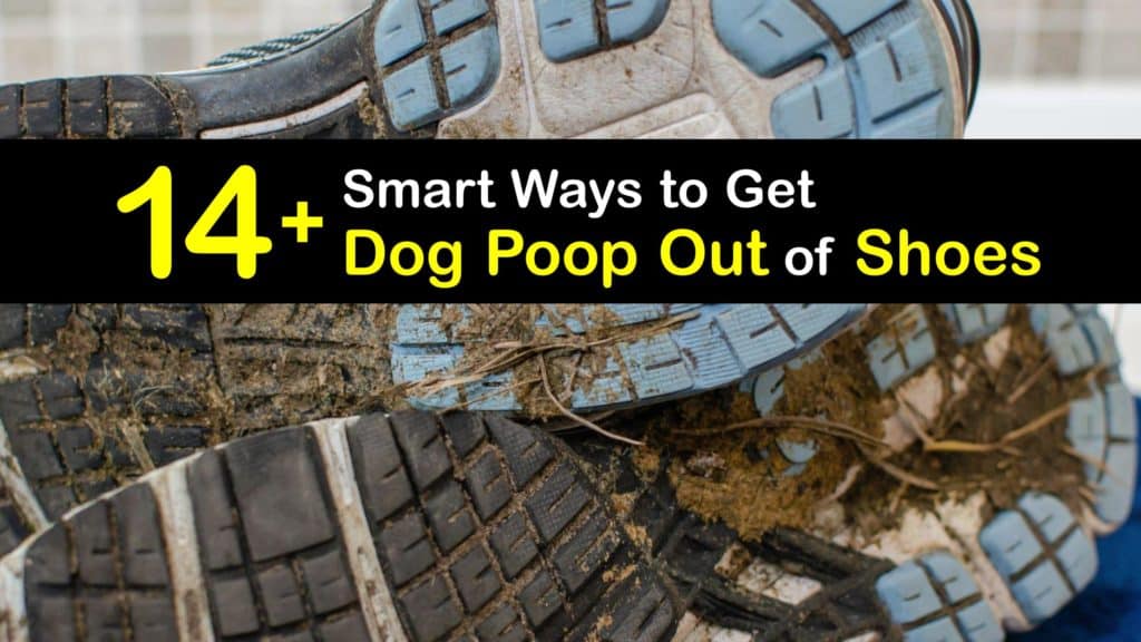 How to Get Dog Poop Out of Shoes titleimg1