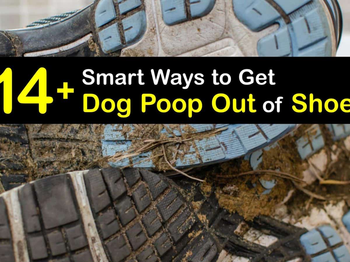 How Do You Get Dried Dog Poop Off The Floor