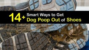 How to Get Dog Poop Out of Shoes titleimg1