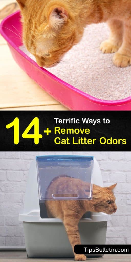 Dealing with litter box odor comes with the territory of owning a cat. Even the best kitty litter brands can't hold back the smell of cat pee and other cat odor that comes from the litter box. Discover how to conquer cat odor and keep your house smelling fresh. #litter #box #cat #smell #remove