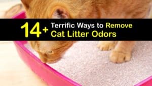 How to Get Rid of Cat Litter Smell titleimg1