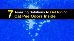 How to Get Rid of Cat Urine Odor in the House titleimg1