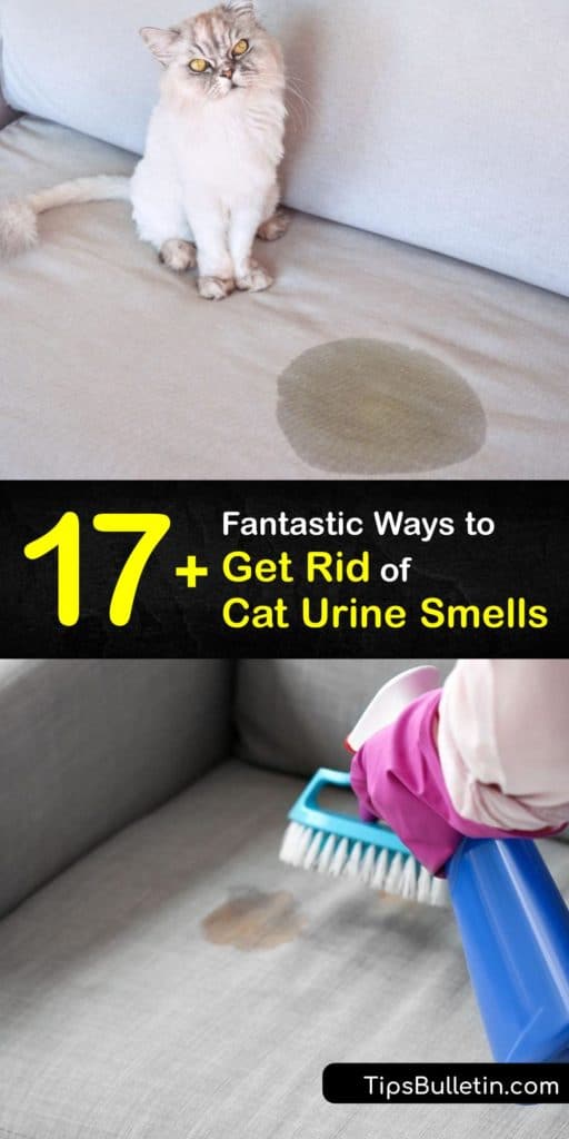 Learn how to get rid of cat urine smell when your cat has an accident outside the litter box with simple odor remover ideas. Eliminate cat pee smell using everyday items like baking soda, white vinegar, and tea bags, to say goodbye to cat urine odor for good. #getridof #cat #urine #smell