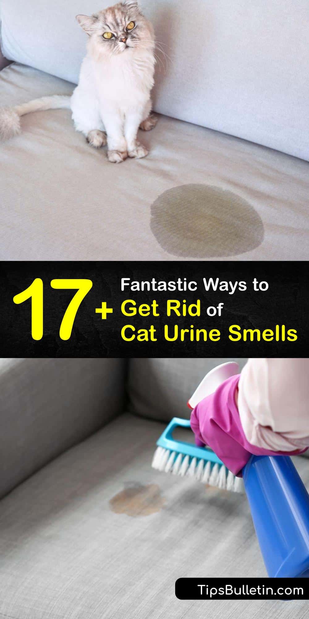 Stinky Cat Pee Smart Ways to Get Rid of Cat Urine Smell