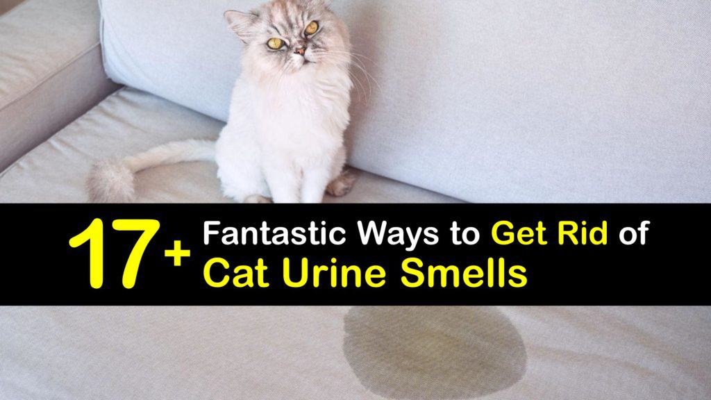 How to Get Rid of Cat Urine Smell titleimg1