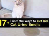 How to Get Rid of Cat Urine Smell titleimg1