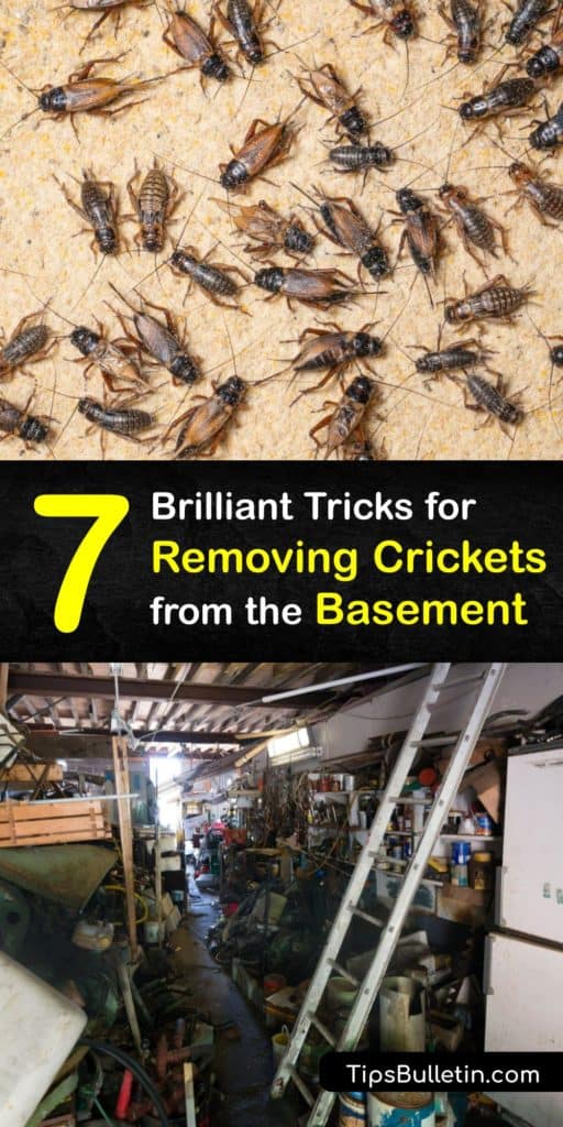 Whether the mole cricket, field cricket, house cricket or spider cricket is responsible for the cricket infestation in your home or crawl space, learn cricket control methods like using a sticky trap, neem oil, soapy water cricket bait, and more to kill crickets fast. #getridof #crickets #basement