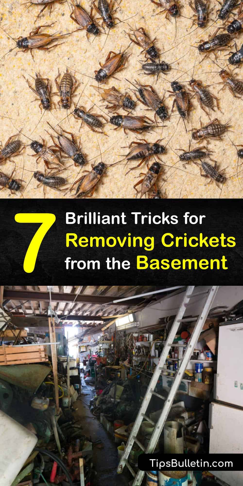 Cellar Cricket Control Guide for Getting Rid of Crickets in the Basement