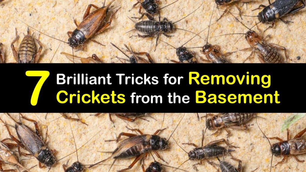 How to Get Rid of Crickets in the Basement titleimg1