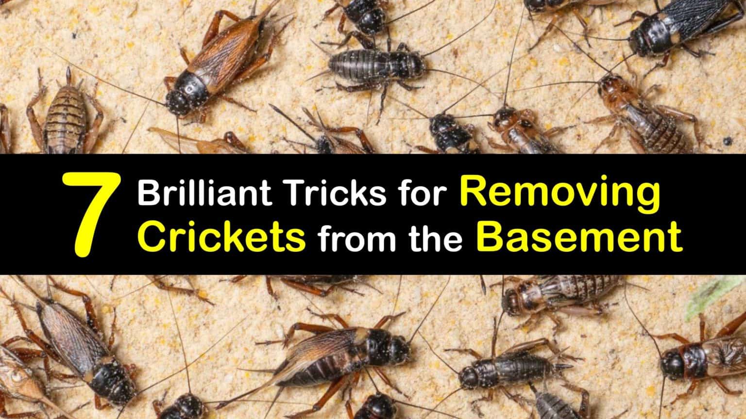 Cellar Cricket Control Guide for Getting Rid of Crickets in the Basement
