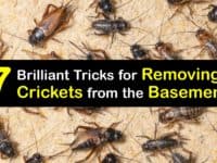 How to Get Rid of Crickets in the Basement titleimg1