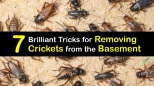 How to Get Rid of Crickets in the Basement titleimg1