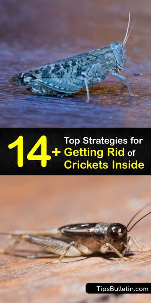 Remove Crickets Indoors - Easy Ways to Get Rid of Crickets in the House