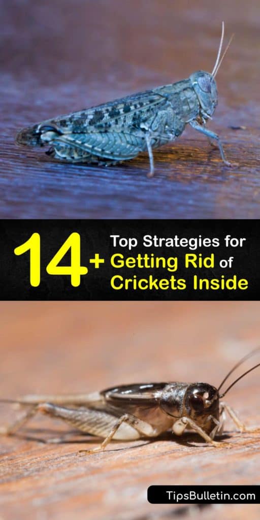 Discover how to get rid of crickets in your home and prevent a cricket infestation. There are many types of crickets, including the camel cricket, field cricket, and cave cricket. However, the house cricket is most common and the male cricket is the noisy one. #howto #getridof #house #crickets