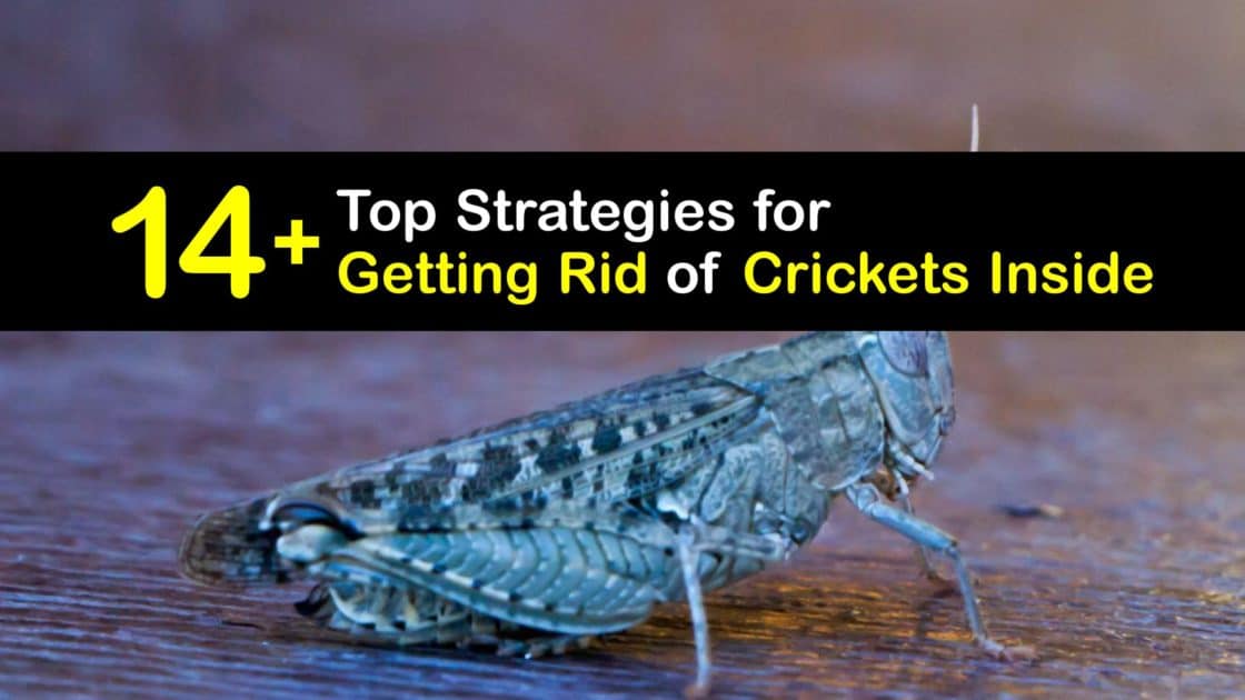 Remove Crickets Indoors Easy Ways to Get Rid of Crickets in the House