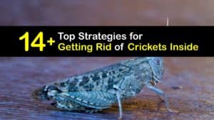How to Get Rid of Crickets in the House titleimg1