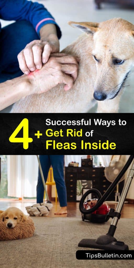 Learn how to prevent and kill fleas with home remedies and proper flea control techniques. Use a flea comb to remove an adult flea, flea shampoo to kill flea larvae, and treat your carpeting and bedding to eliminate flea eggs. #howto #getridof #fleas #inside #house