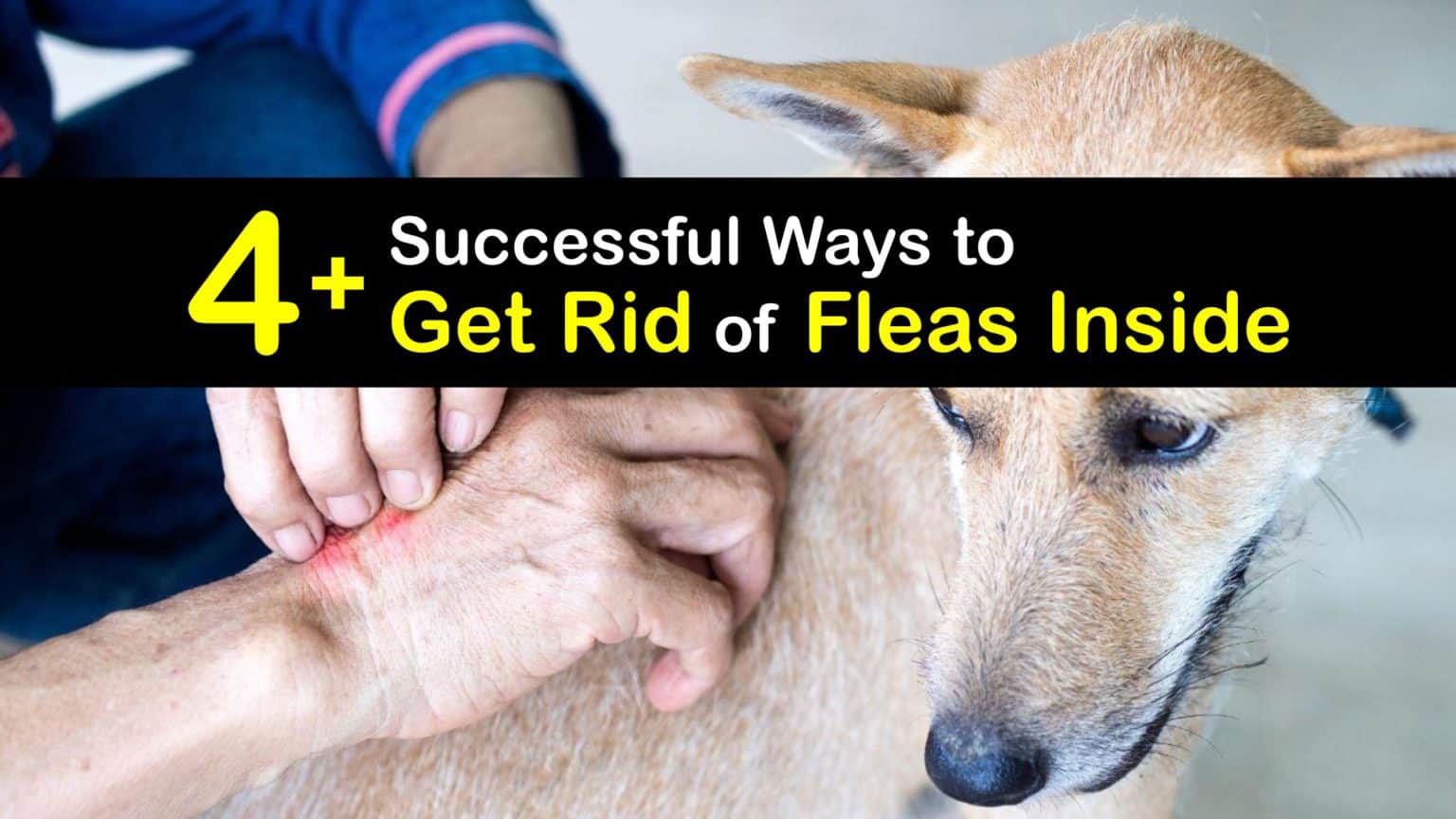 Get Rid of Fleas Indoors Ways to Control Fleas in the House