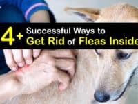 How to Get Rid of Fleas Inside titleimg1
