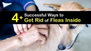 How to Get Rid of Fleas Inside titleimg1