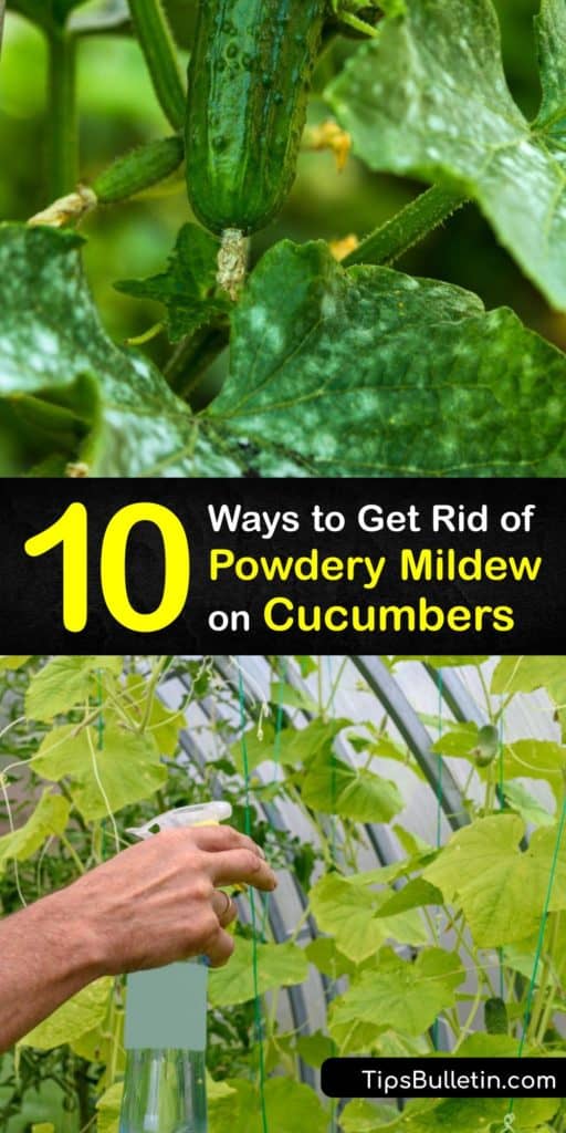Explore ways to remove powdery mildew fungi and powdery mildew spores from your plant. Use neem oil fungicide, baking soda, vinegar, milk, and more to treat the infected leaf and restore your plant to health. #getridof #powdery #mildew #cucumbers