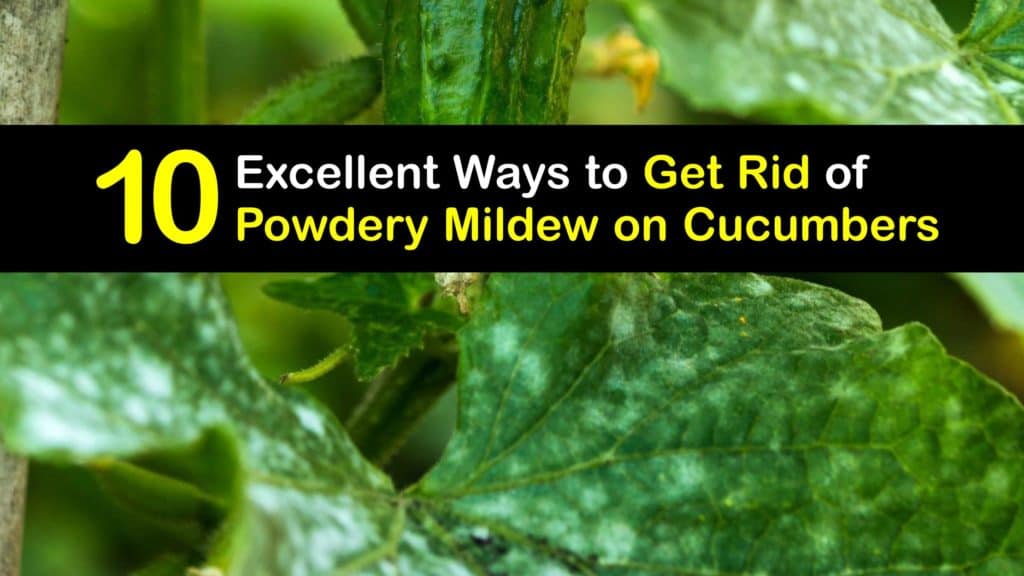 How to Get Rid of Powdery Mildew on Cucumbers titleimg1