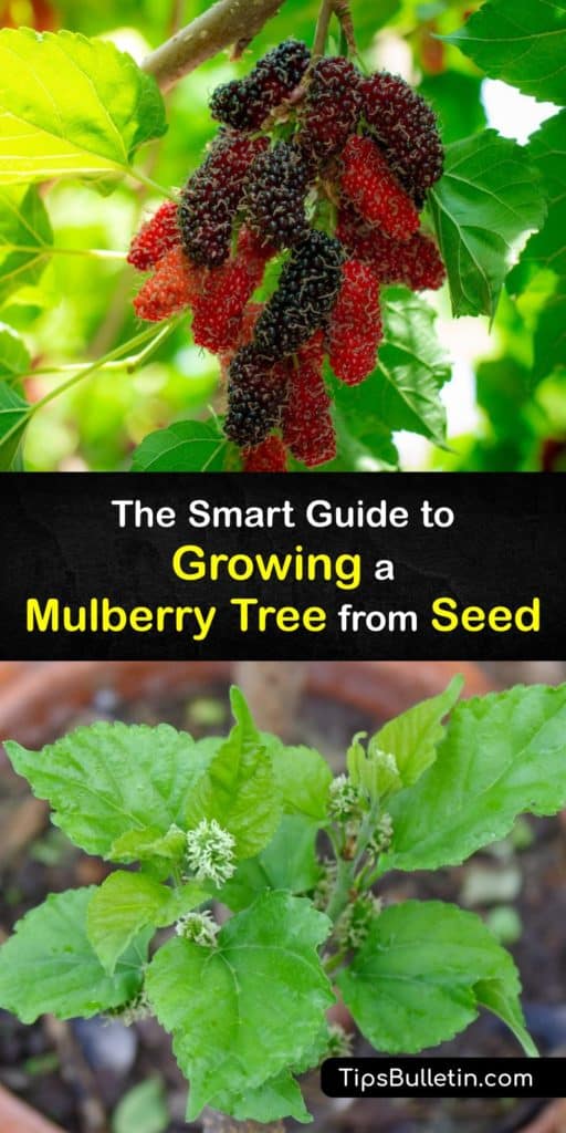 Learn to grow mulberry tree seedlings like the black mulberry (Morus nigra), red mulberry tree (Morus rubra), or white mulberries (Morus alba). Growing mulberry trees is a fun way to enjoy homegrown fruit. #grow #mulberry #tree #seed