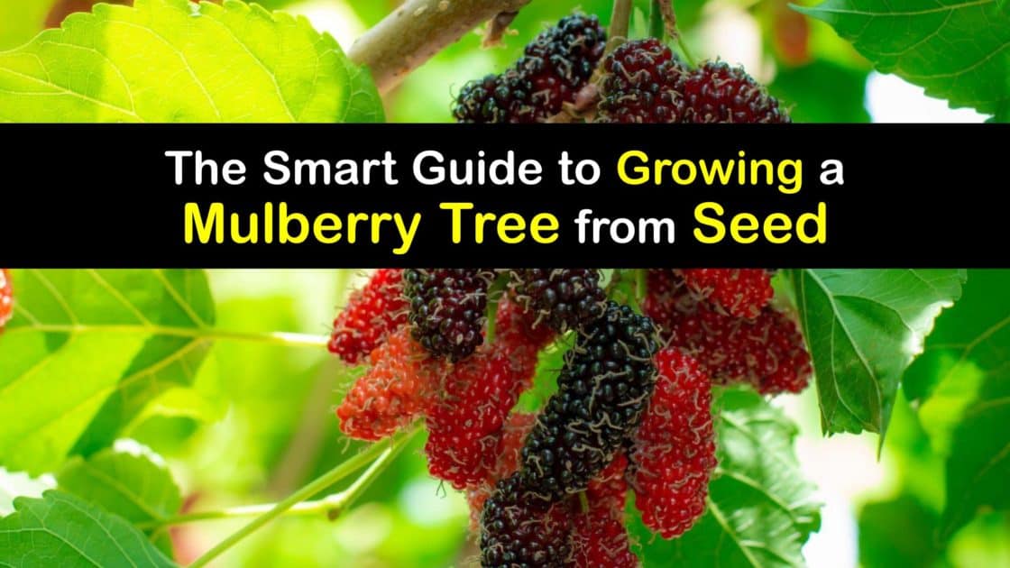 Grow Mulberry Trees from Seeds Planting Mulberry Seeds