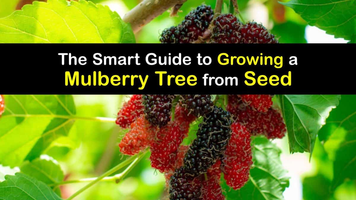 Grow Mulberry Trees from Seeds Planting Mulberry Seeds