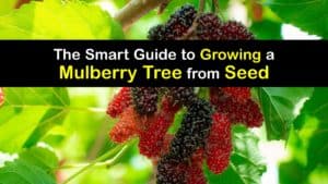 How to Grow a Mulberry Tree from Seed titleimg1