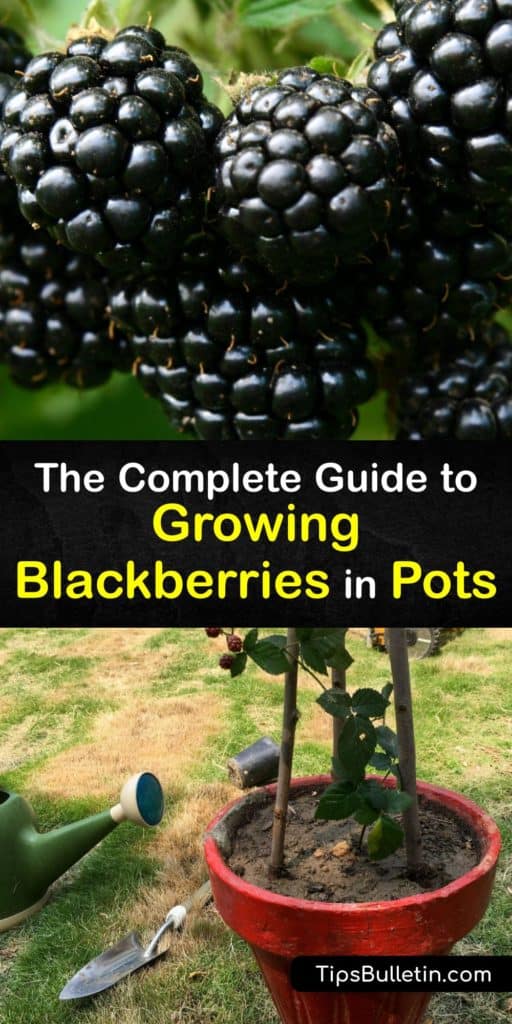 Learn about growing blackberries in potting soil in a container and enjoy delicious fruit after the first year as berries ripen. Blackberry plants love full sun. Discover how to plant, mulch, prune and harvest your canes, and which cultivars work best in containers. #grow #blackberries #pots
