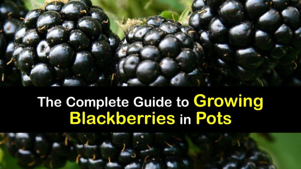 How to Grow Blackberries in a Pot